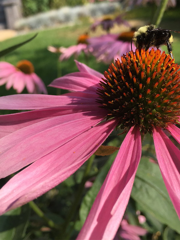 close up of pink and orange echinacea flower with bee.