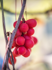 small bright red schisandra berries on vine.