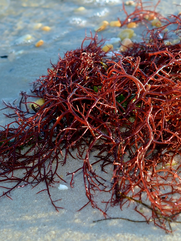 closeup of fresh red algae on the beach.